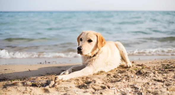 Are Dogs Allowed on Naples Beach? Your Answer