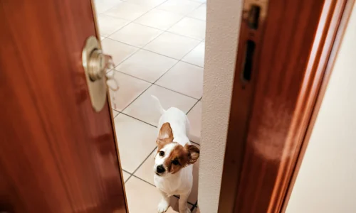 Are Dogs Smart Enough to Open Doors? YES