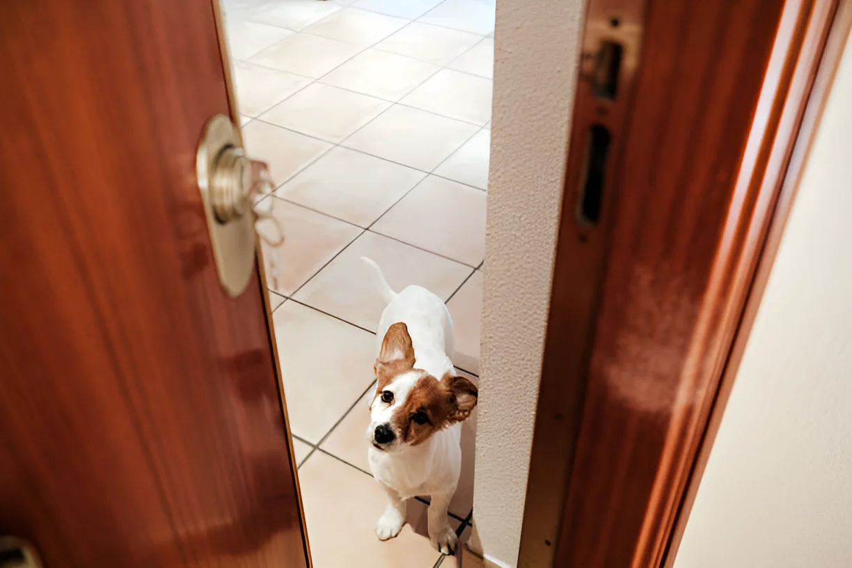 Are Dogs Smart Enough to Open Doors