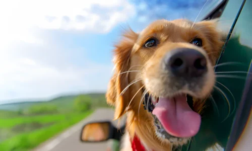 Are Dogs as Happy as They Look? Facts to know