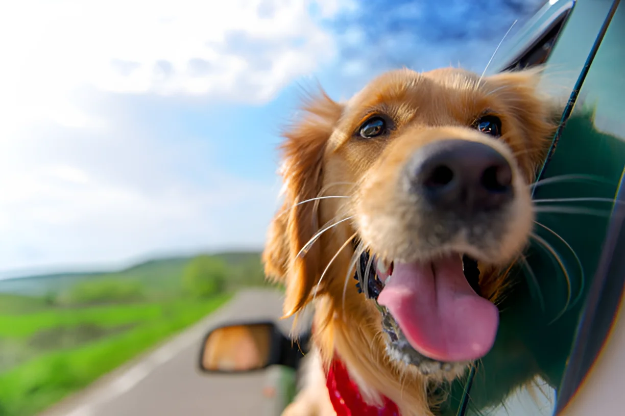 Are Dogs as Happy as They Look