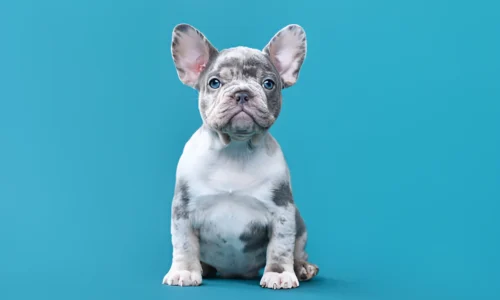 Are French Bulldogs Hard to Own? Yes (Reasons)