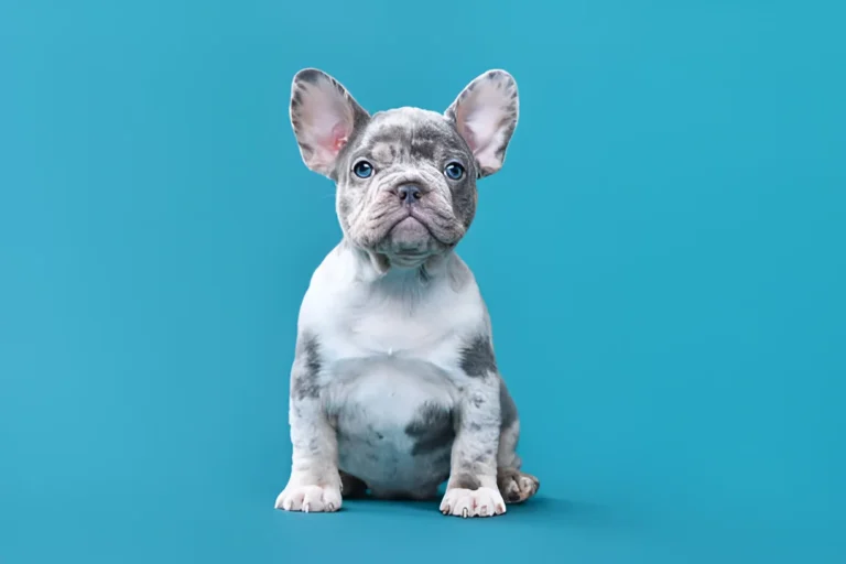 Are French Bulldogs Hard to Own