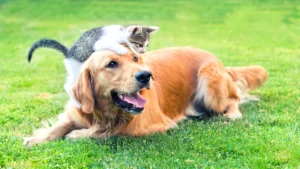 Are Golden Retrievers Smarter Than Cats