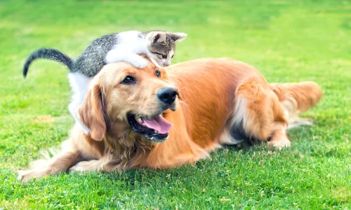 Are Golden Retrievers Smarter Than Cats? Your Answer