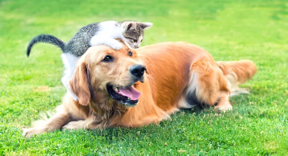 Are Golden Retrievers Smarter Than Cats? Your Answer