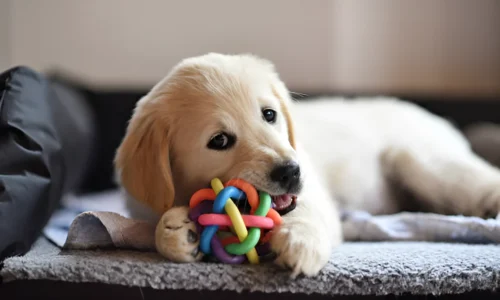 Are Golden Retrievers Tough Chewers? Yes (Reasons)