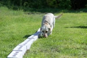 Are Labradors Good Sniffer Dogs