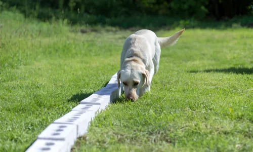 Are Labradors Good Sniffer Dogs? What to Expect