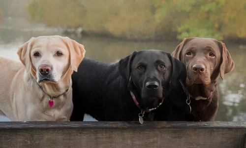 Are Labs Loyal to One Person? Yes (Things to Know)