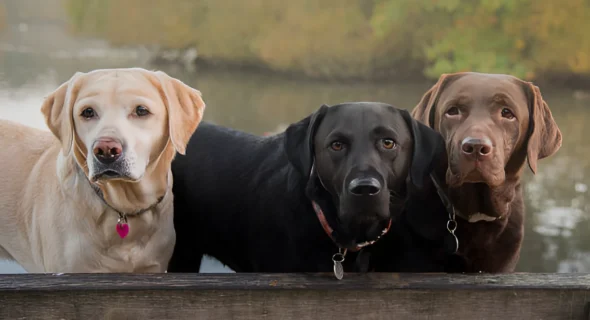 Are Labs Loyal to One Person? Yes (Things to Know)