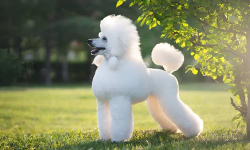 Are Poodles Disobedient? What to Expect