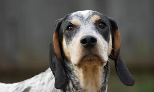 Can Coonhounds Be Off Leash? Crucial Guide