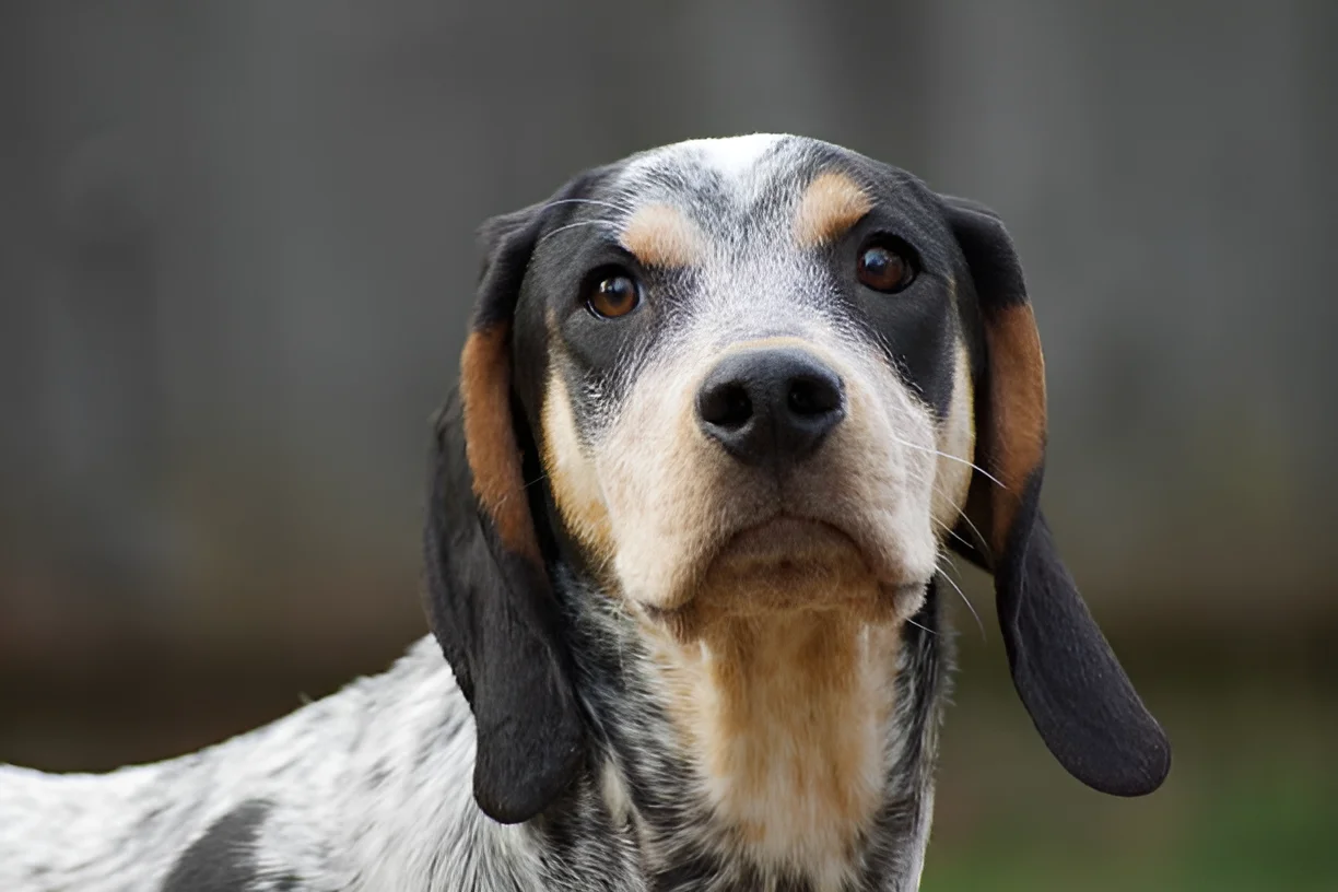 Can Coonhounds Be Off Leash