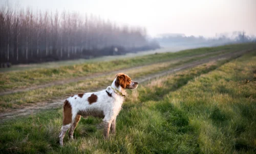 Can Dogs Be Left in the Wild? Things you should Know