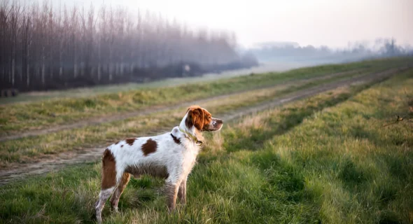 Can Dogs Be Left in the Wild? Things you should Know