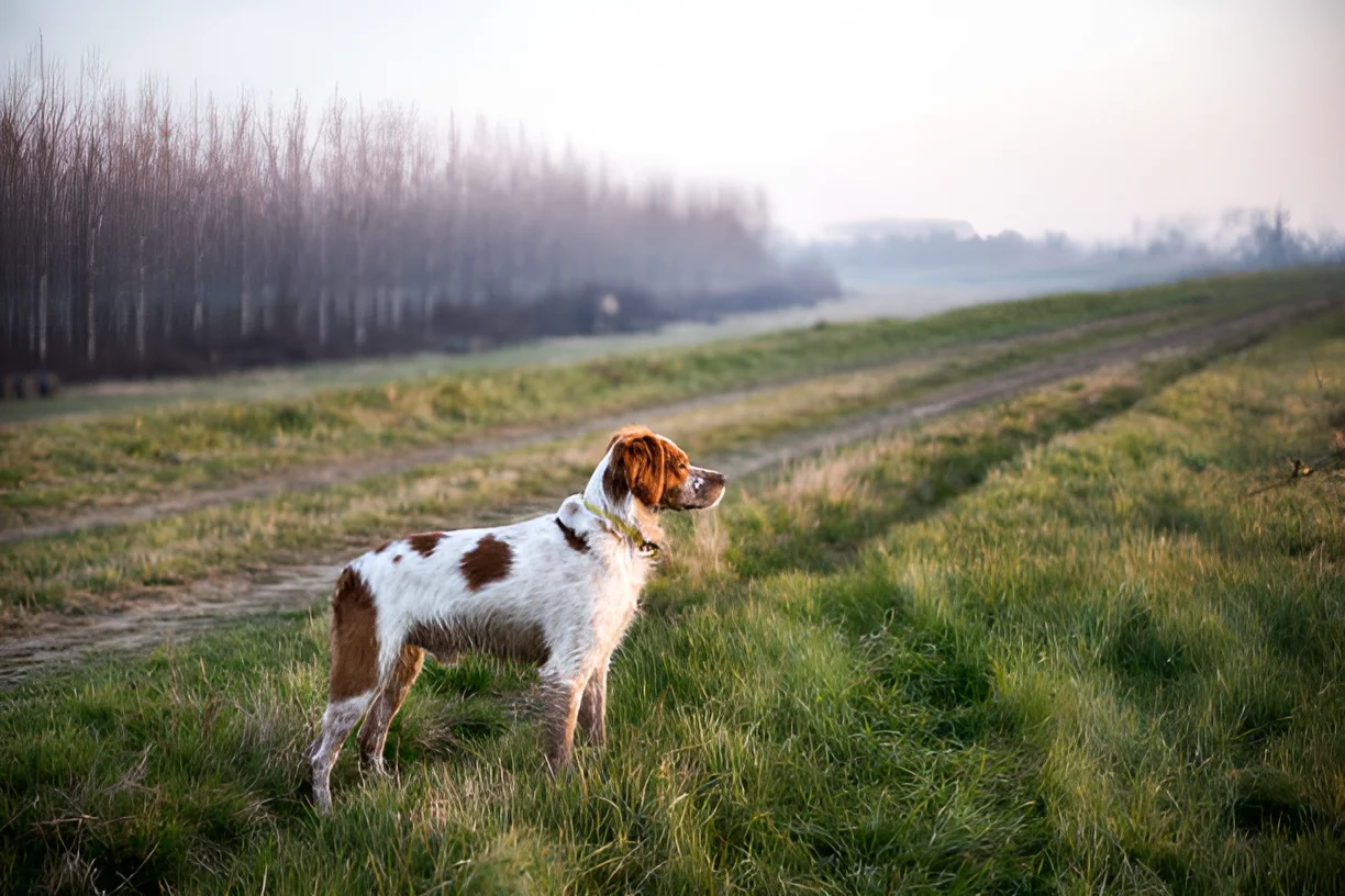 Can Dogs Be Left in the Wild