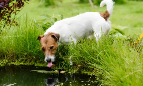 Can Dogs Get Giardia from Pond Water? Yes (Guide)