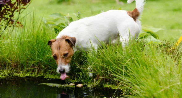 Can Dogs Get Giardia from Pond Water? Yes (Guide)