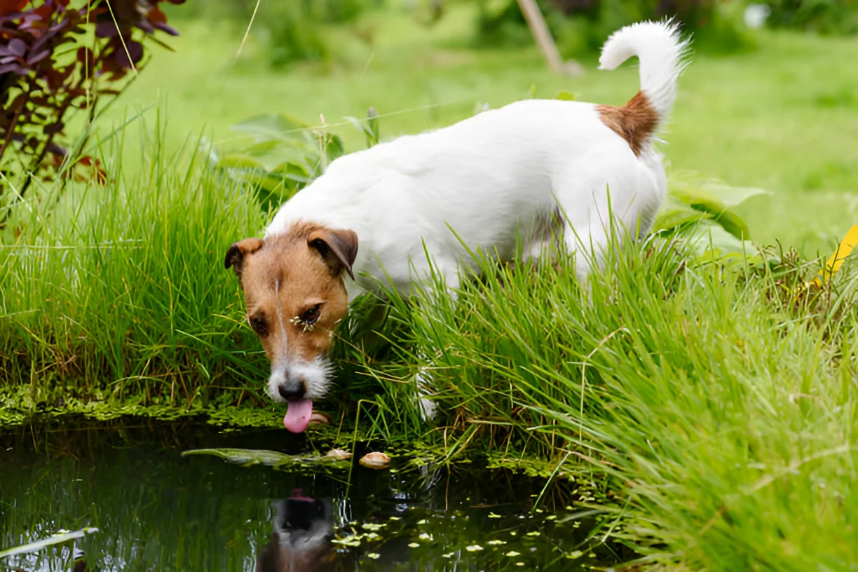 Can Dogs Get Giardia from Pond Water