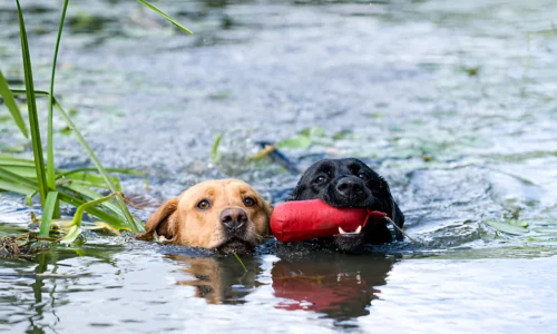 Can Dogs Swim in Cold Lakes? Yes (Crucial Tips)