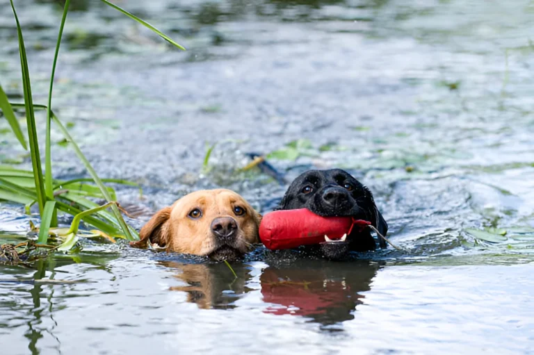 Can Dogs Swim in Cold Lakes