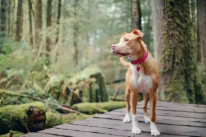 Can I Take My Pitbull Hiking