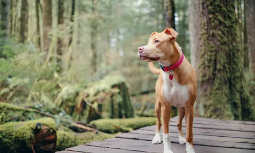 Can I Take My Pitbull Hiking? Yes (Preparation Tips)