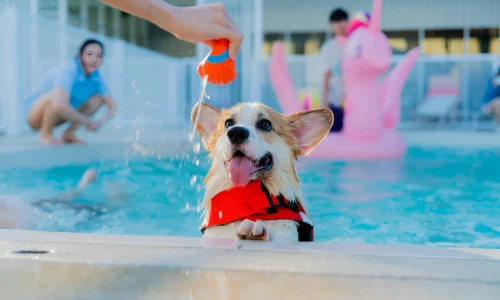 Can I Take My Unvaccinated Puppy Swimming?