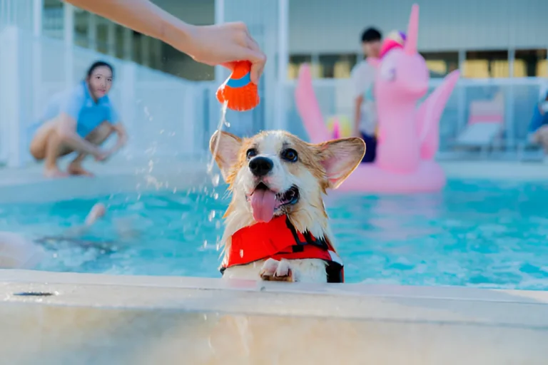 Can I Take My Unvaccinated Puppy Swimming