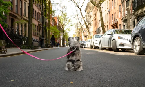 Can I Walk My Dog in NYC? Yes (Facts to Know)