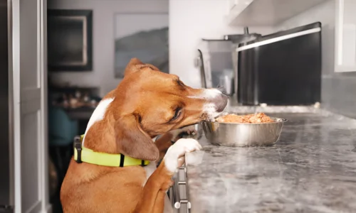 Can My Medium Dog Eat Small Dog Food? Explained