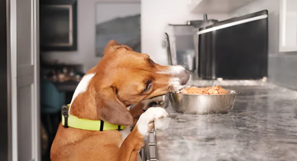 Can My Medium Dog Eat Small Dog Food? Explained