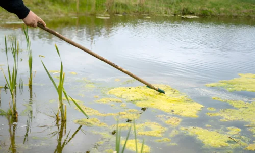 Can Pond Algae Make a Dog Sick? Yes (Crucial Guide)