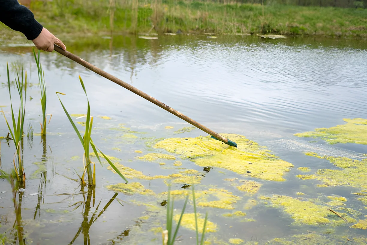 Can Pond Algae Make a Dog Sick