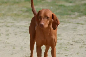 Can Redbone Coonhounds Climb Trees