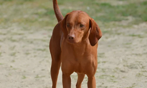 Can Redbone Coonhounds Climb Trees? Your Answer