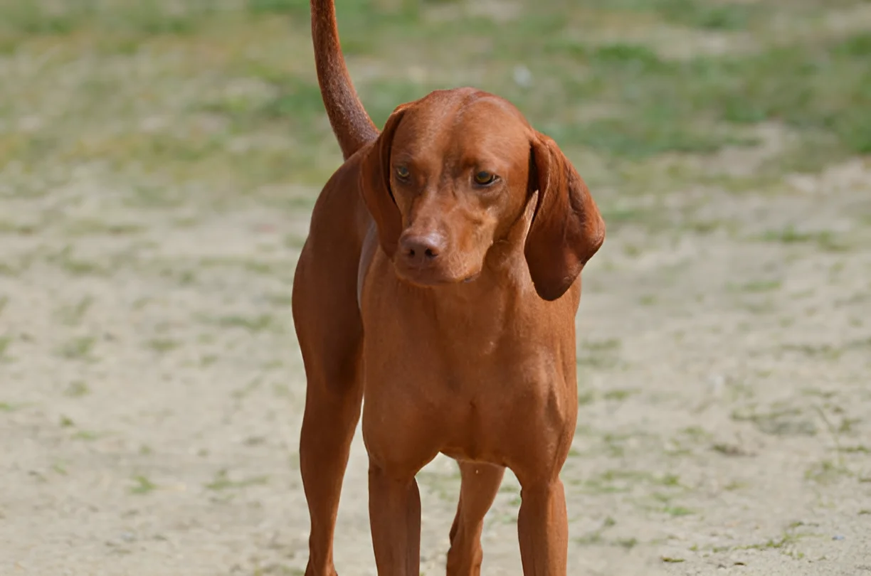 Can Redbone Coonhounds Climb Trees