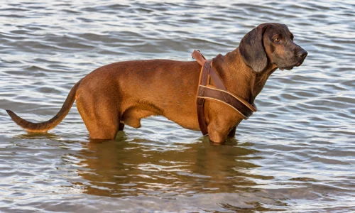 Can Redbone Coonhounds Handle Cold Weather?