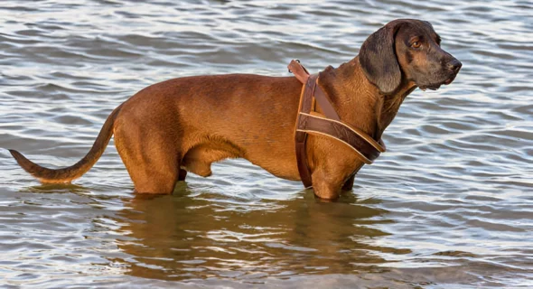 Can Redbone Coonhounds Handle Cold Weather?