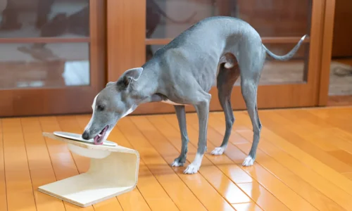 Can You Overfeed a Greyhound? Owners Should know