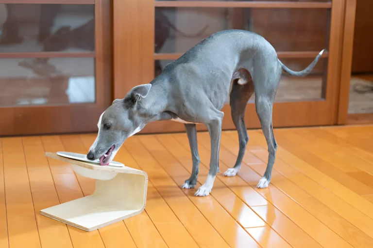 Can You Overfeed a Greyhound