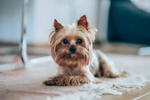 Can You Teach a Yorkie Not to Bark