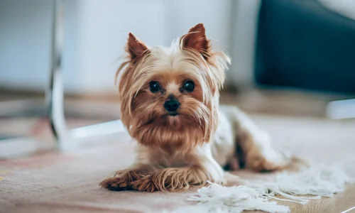 Can You Teach a Yorkie Not to Bark? Yes (Tips & Tricks)