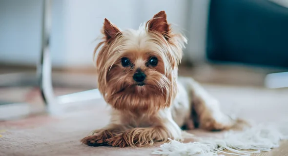 Can You Teach a Yorkie Not to Bark? Yes (Tips & Tricks)