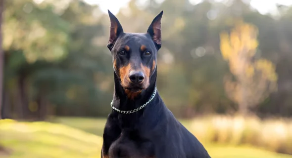 Can a Doberman Be a Protection Dog? Yes (Facts)