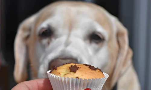 Can a Dog Pass a Cupcake Wrapper? Crucial Guide