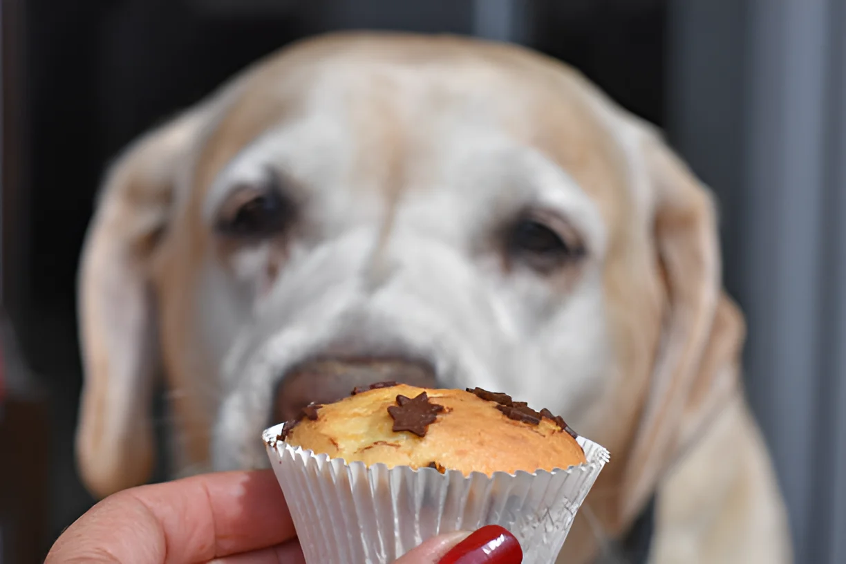 Can a Dog Pass a Cupcake Wrapper