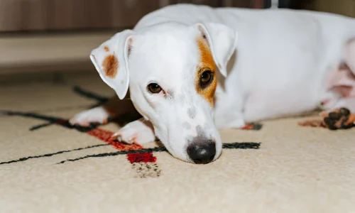 Can a Dog’s Saliva Stain a Carpet? Yes (Preventing Tips)