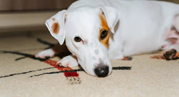 Can a Dog’s Saliva Stain a Carpet? Yes (Preventing Tips)